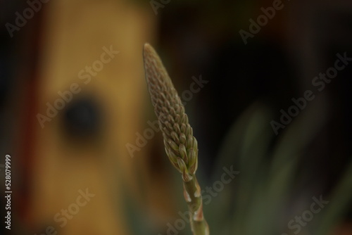 aloe vera flowering process