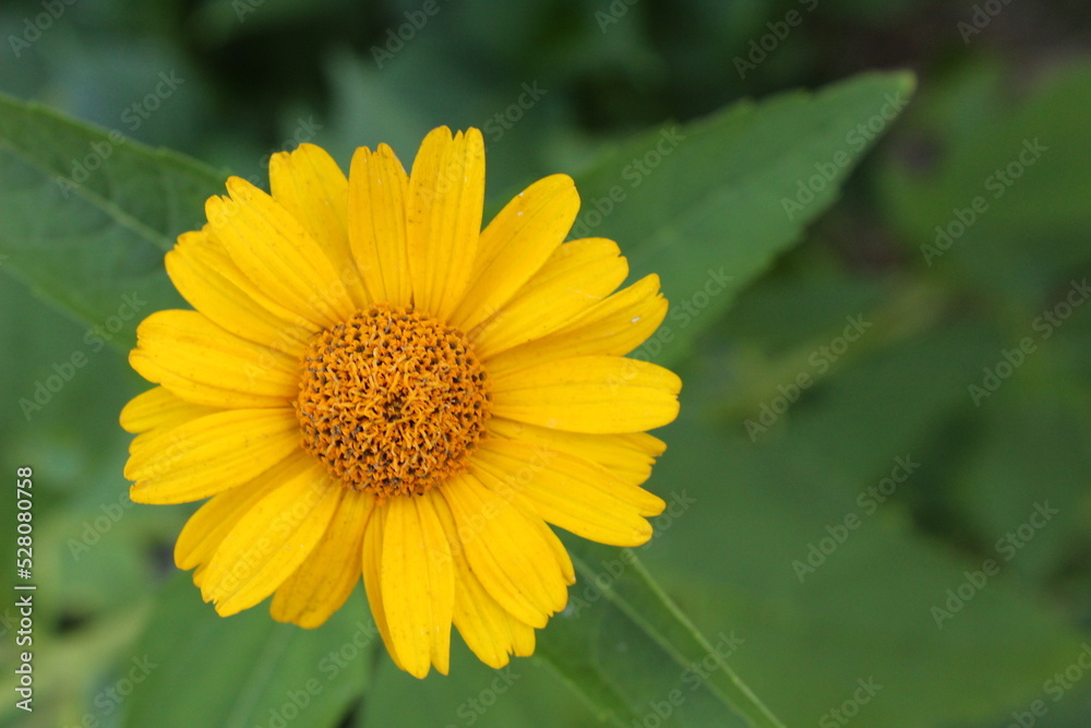 Blossom false sunflower on a green background on a summer sunny day. Flower with yellow petals in summertime. Close-up photo. Blossom false sunflower on a green background on a summer sunny day. Flower with yellow petals in summertime. Close-up photo.
