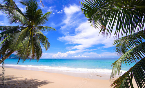 Fototapeta Naklejka Na Ścianę i Meble -  palm trees on the beach. Panorama seascape sky clouds.  sand sea wave. copy space. no people