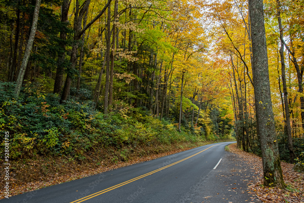 road in autumn forest