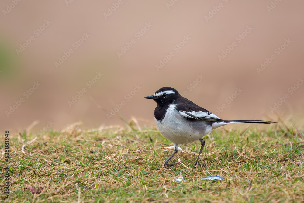 White-browed wagtail or large pied wagtail (Motacilla maderaspatensis) seen on the banks of Chambal river in Rajasthan, India