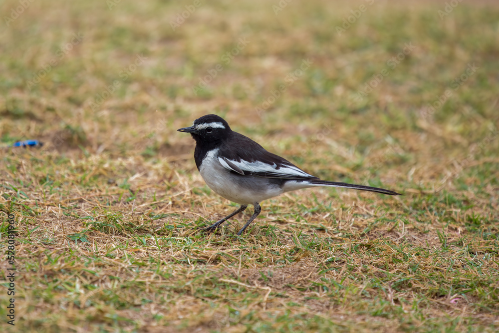 White-browed wagtail or large pied wagtail (Motacilla maderaspatensis) seen on the banks of Chambal river in Rajasthan, India White-browed wagtail or large pied wagtail (Motacilla maderaspatensis) seen on the banks of Chambal river in Rajasthan, India