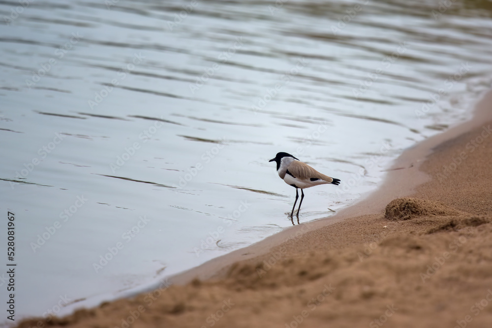 River lapwing (Vanellus duvaucelii) observed on the banks of Chambal river near Bharatpur in Rajasthan, India River lapwing (Vanellus duvaucelii) observed on the banks of Chambal river near Bharatpur in Rajasthan, India