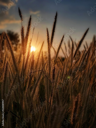 Beautiful dry reeds pampas grass on natural sunset background. Setting sun and soft plants Cortaderia Selloana. Bright scene of plants like a feather dusters.