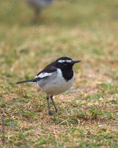 White-browed wagtail or large pied wagtail (Motacilla maderaspatensis) seen on the banks of Chambal river in Rajasthan, India