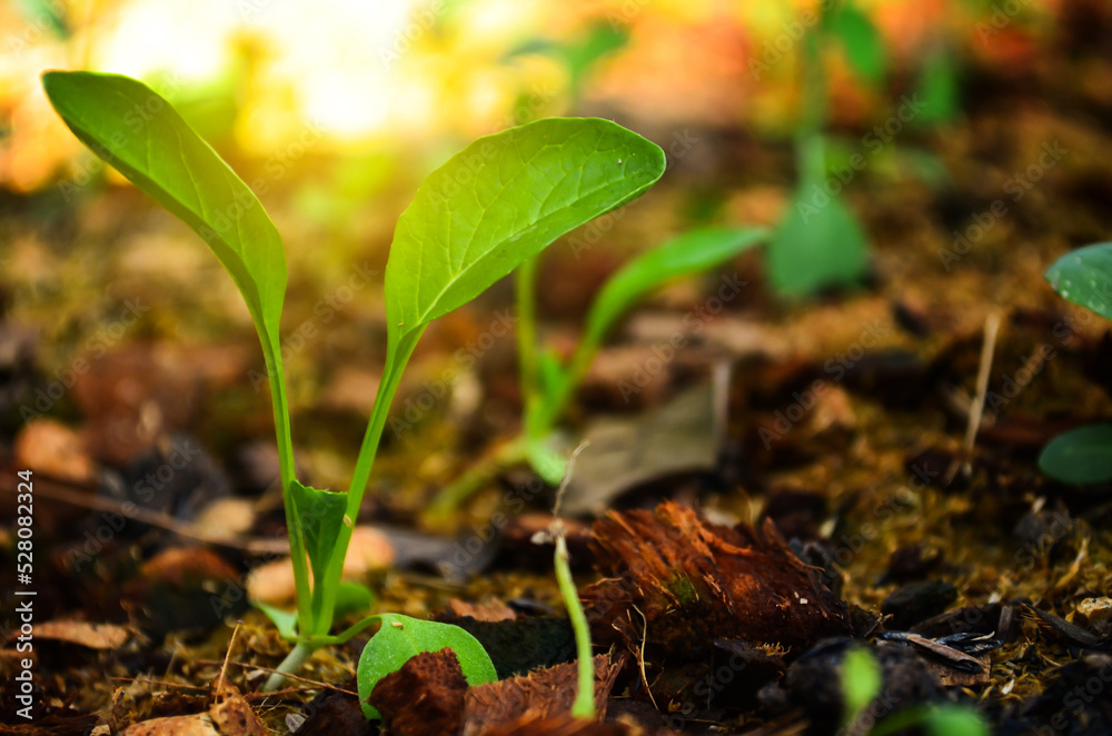 Obraz premium Close up of new born plant growing out of straw soil