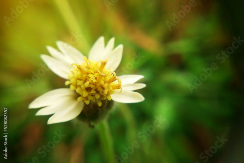 Flowering of daisies. Oxeye daisy  Leucanthemum vulgare  Daisies  Dox-eye  Common daisy  Dog daisy  Moon daisy. Gardening concept