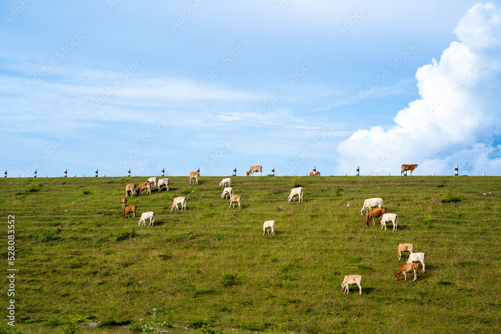 Herd of cows grazing on the hillside