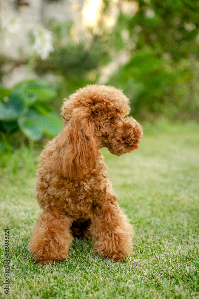 Red poodle sits on the grass in the park for a walk. Walk with your favorite poodle in the park in autumn.