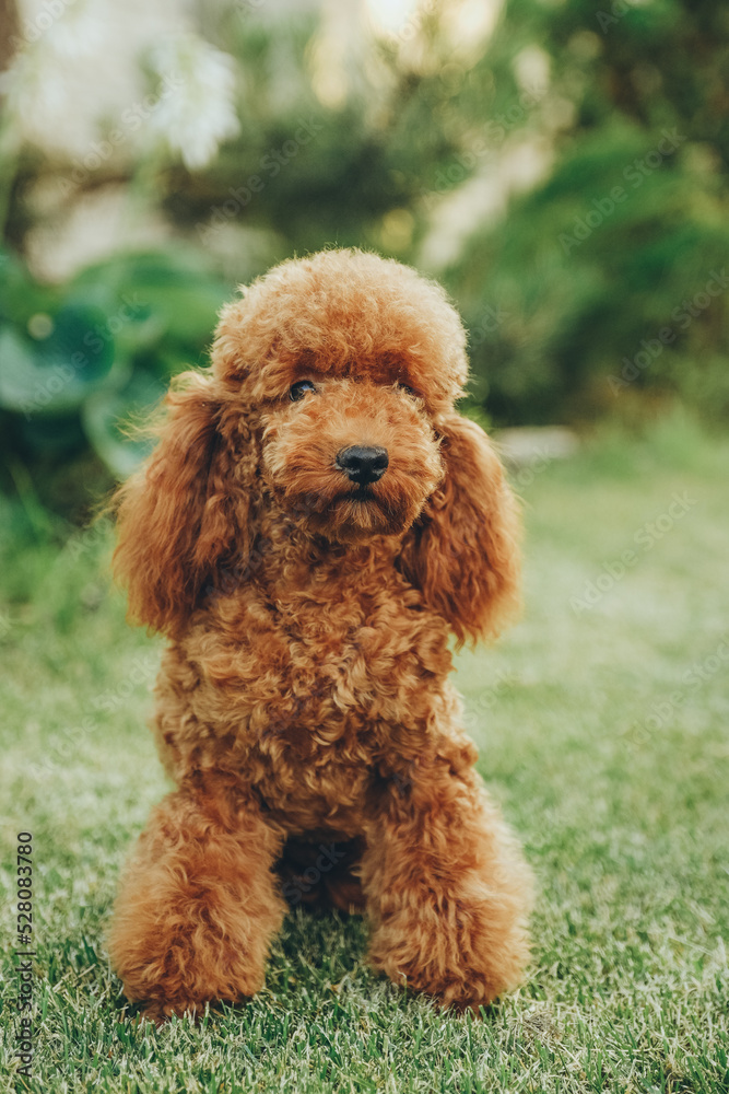 Red poodle sits on the grass in the park for a walk. Walk with your favorite poodle in the park in autumn.