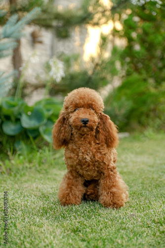 Red poodle sits on the grass in the park for a walk. Walk with your favorite poodle in the park in autumn.