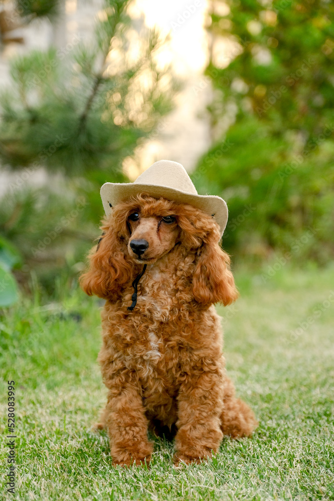 A brown poodle puppy sits in the yard on the grass in the summer in a cowboy hat and scarf. Cowboy poodle costume for Halloween. A brown poodle puppy sits in the yard on the grass in the summer in a cowboy hat and scarf. Cowboy poodle costume for Halloween.