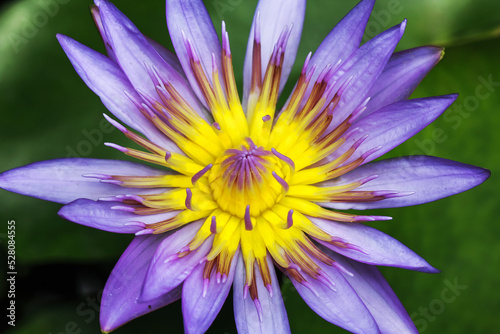 Close up Pink lotus on the pond.