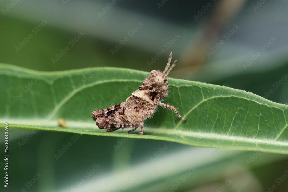 White Collar Stone Grasshopper White Collar Stone Grasshopper