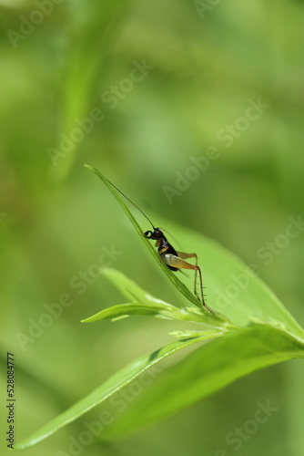 Swordtail Cricket Trigonidium cicindeloides