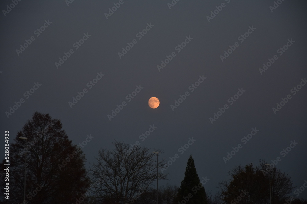 Oranger Mond am Nachthimmel mit Silhouetten von Bäumen Oranger Mond am Nachthimmel mit Silhouetten von Bäumen