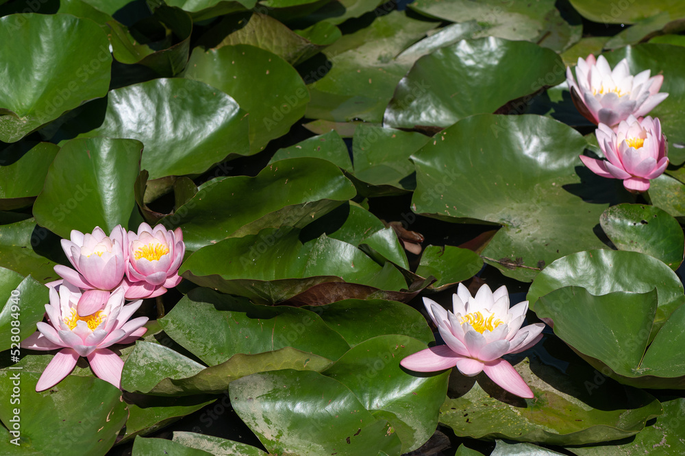 Nymphaea alba/White Water Lily/Nénuphar blanc Nymphaea alba/White Water Lily/Nénuphar blanc