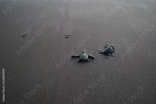 tortugas siendo liberada caminando sobre la playa para el oceano