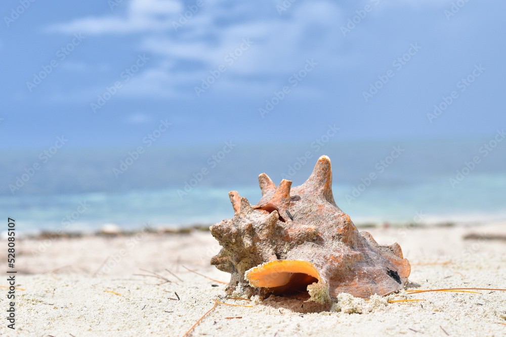 Seahell On The white Sand, tropical sandy Seahell On The white Sand, tropical sandy