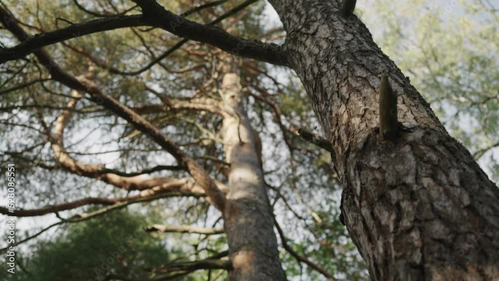 Slow motion forest path gimbal shot Slow motion forest path gimbal shot