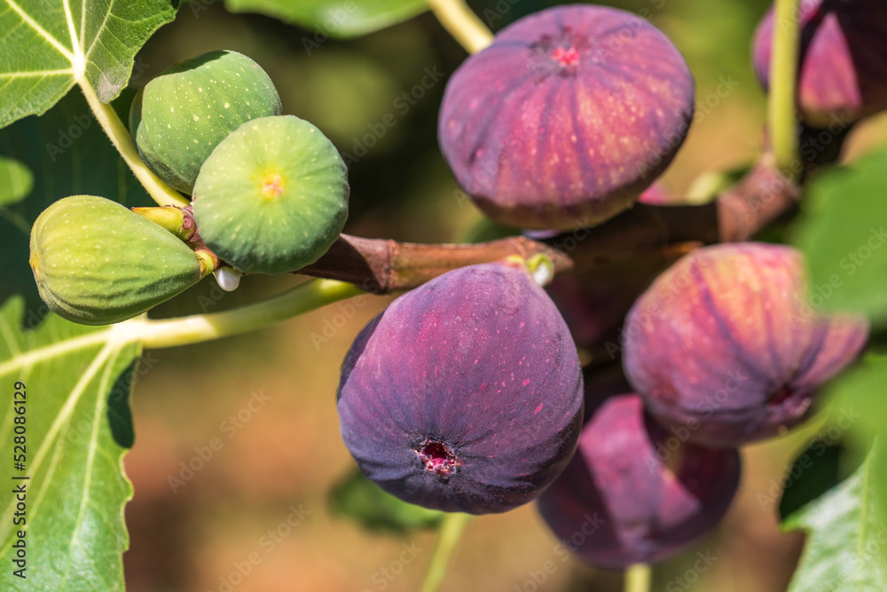 Figs fruits on the tree branch, closeup, raw sweet figs, organic food, selective focus, blurred Figs fruits on the tree branch, closeup, raw sweet figs, organic food, selective focus, blurred