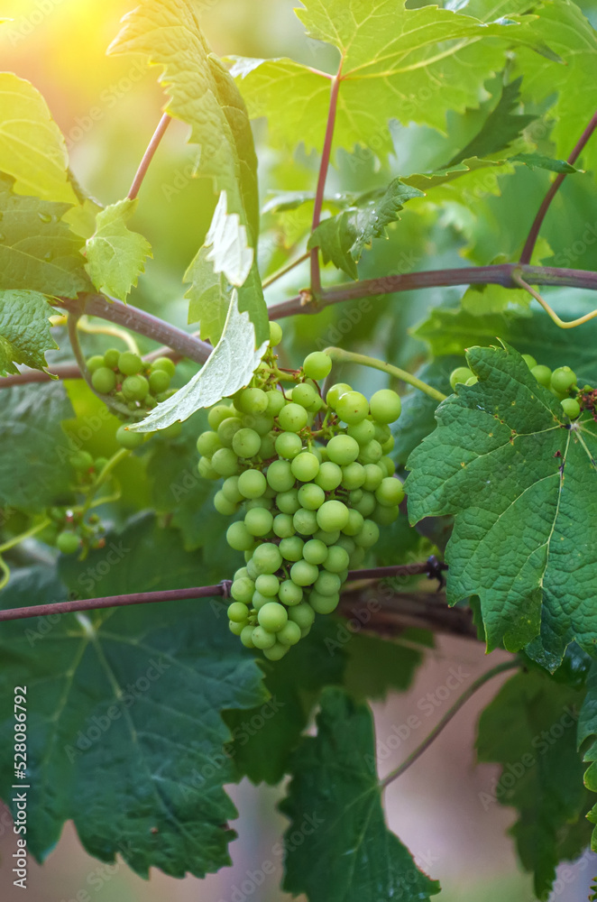 Green grape bunches growing in the garden. Green grape bunches growing in the garden.