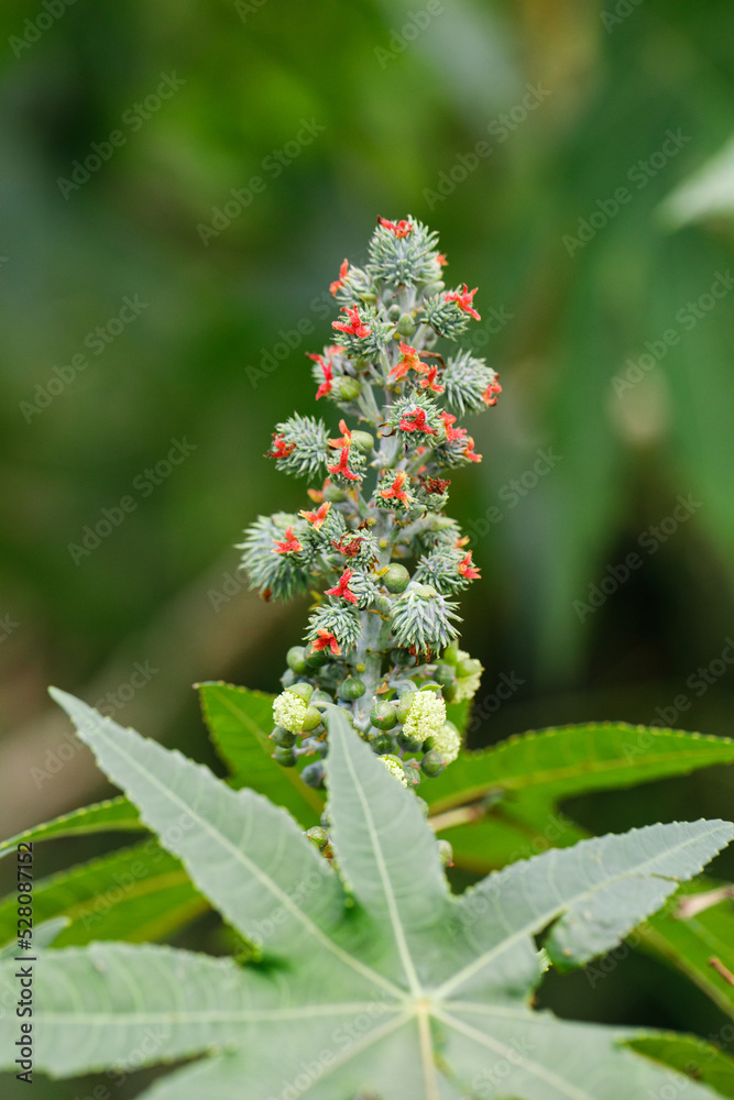 Ricinus communis, the castor bean or castor oil plant, is a species of perennial flowering plant in the spurge family, Euphorbiaceae. A poisonous plants Ricinus communis, the castor bean or castor oil plant, is a species of perennial flowering plant in the spurge family, Euphorbiaceae. A poisonous plants