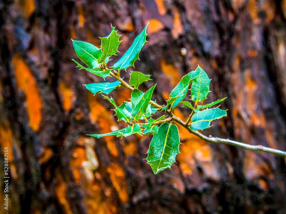The rain soaked some thorny leaves of an oak and the trunk of a pine tree, intensifying the colors of nature. .Quercus coccifera, the kermes oak, is usually a shrub less than 2 metres (6.6 ft) high. - obrazy, fototapety, plakaty 