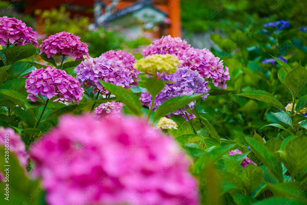 Hydrangea Garden of Mimuroto-ji Temple in Uji, Kyoto, Japan Hydrangea Garden of Mimuroto-ji Temple in Uji, Kyoto, Japan