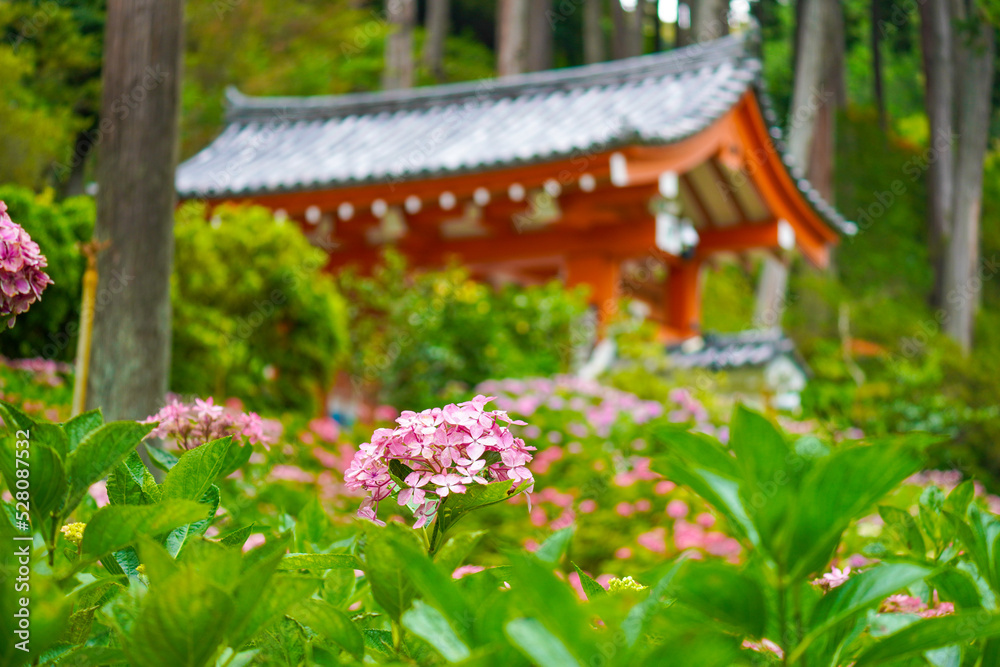 Hydrangea Garden of Mimuroto-ji Temple in Uji, Kyoto, Japan Hydrangea Garden of Mimuroto-ji Temple in Uji, Kyoto, Japan