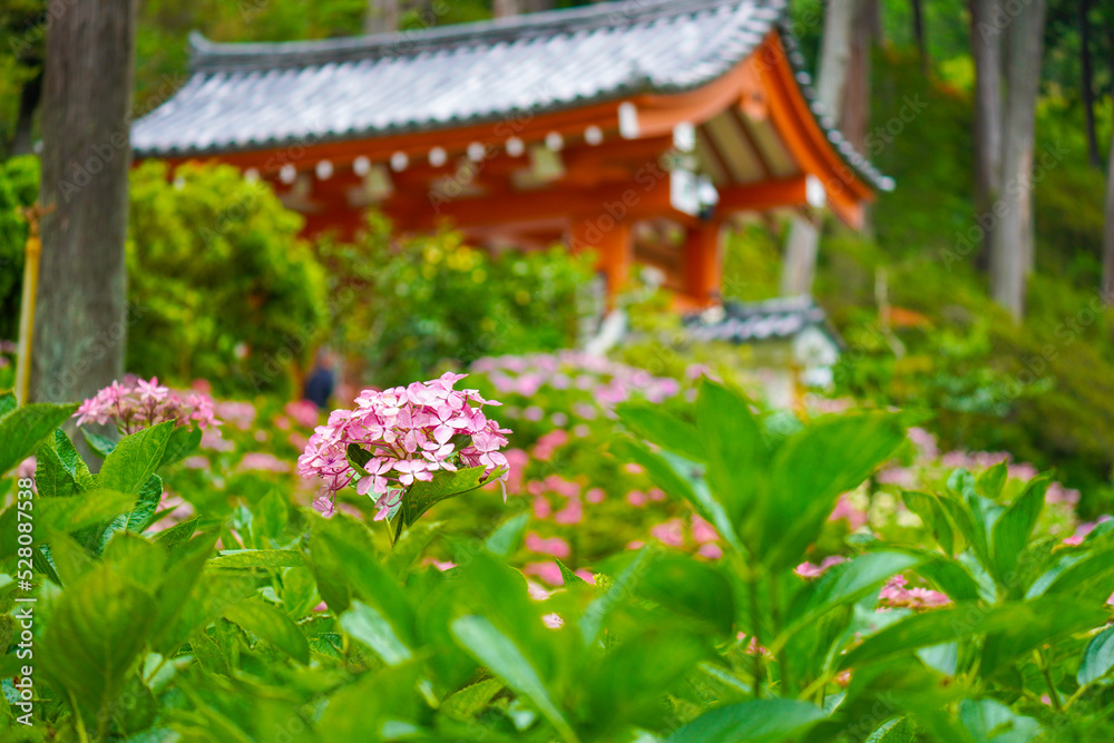 Hydrangea Garden of Mimuroto-ji Temple in Uji, Kyoto, Japan Hydrangea Garden of Mimuroto-ji Temple in Uji, Kyoto, Japan