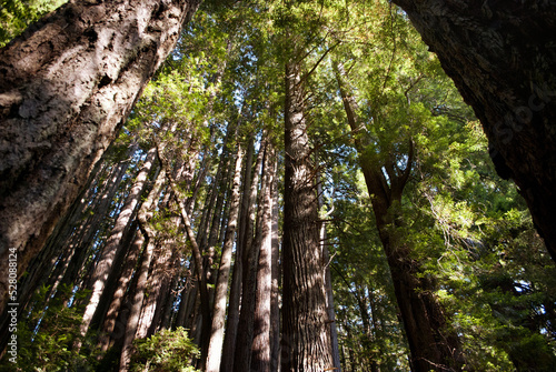 tall redwood trees in the forest