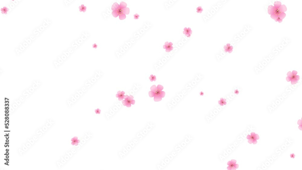 Pink petals. Abstract falling cartoon cherry blossoms. Spring background. Easter. Overlay. Isolated flowers. White screen. Loop. 25 fps 
