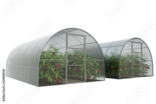 Fototapeta Naklejka Na Ścianę i Meble -  Two farm greenhouses with green bushes and ripe red tomato fruits. Visualization of a greenhouse for growing plants, fruits, berries, vegetables, flowers. Transparent background. 3d rendering
