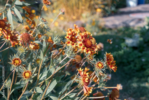 gaillardia grandiflora flower bloom in yellow and orange, with thin green stems and leaves, flower garden in sunny summer day, grass in background