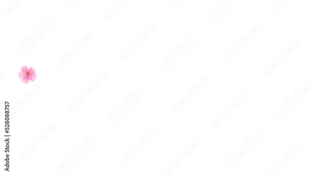 Pink petals. Abstract falling cartoon cherry blossoms. Spring background. Easter. Overlay. Isolated flowers. White screen. Loop. 23,98 fps Pink petals. Abstract falling cartoon cherry blossoms. Spring background. Easter. Overlay. Isolated flowers. White screen. Loop. 23,98 fps