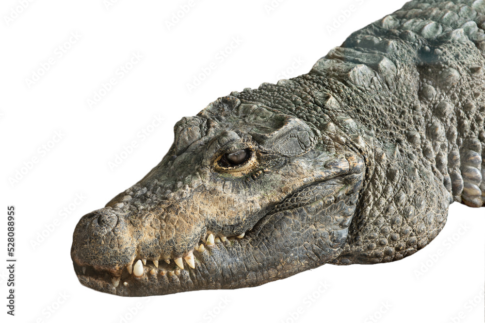 Obraz premium crocodile portrait isolated on white background
