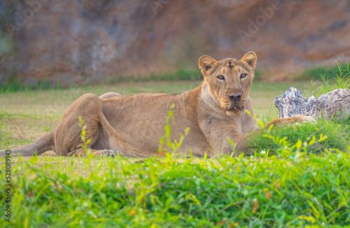 A Lioness sitting on ground