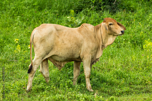 Asian cow in tropical field