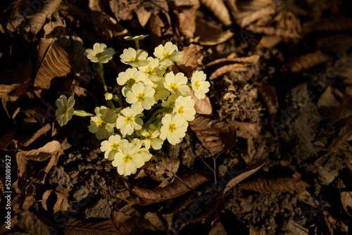 Cumiana - Primule a Primavera