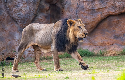A Lion moving in its cage