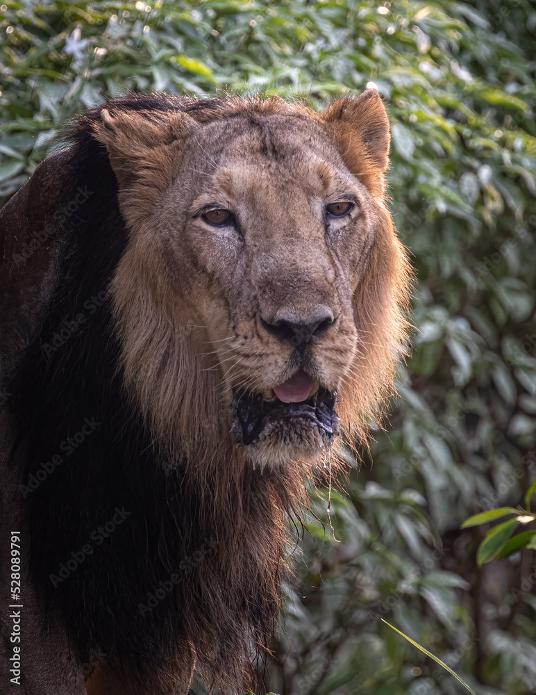A Lion in close up A Lion in close up