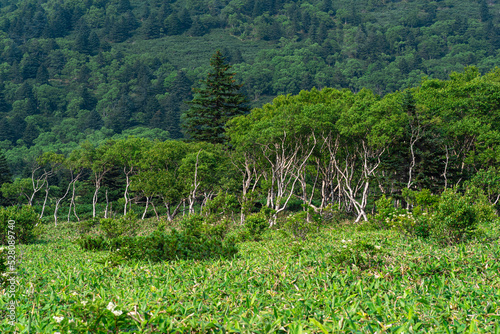 stone birches among bamboo thickets  wooded landscape of Kunashir island  monsoon coastal forest