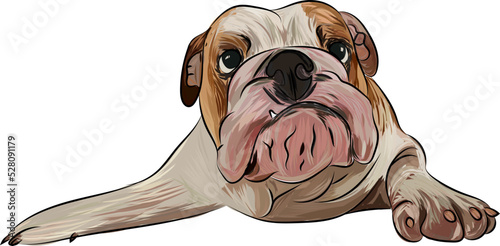 English bulldog portrait fine art, t-shirt, logo colorful illustration. Cute dog face portrait, pop art style