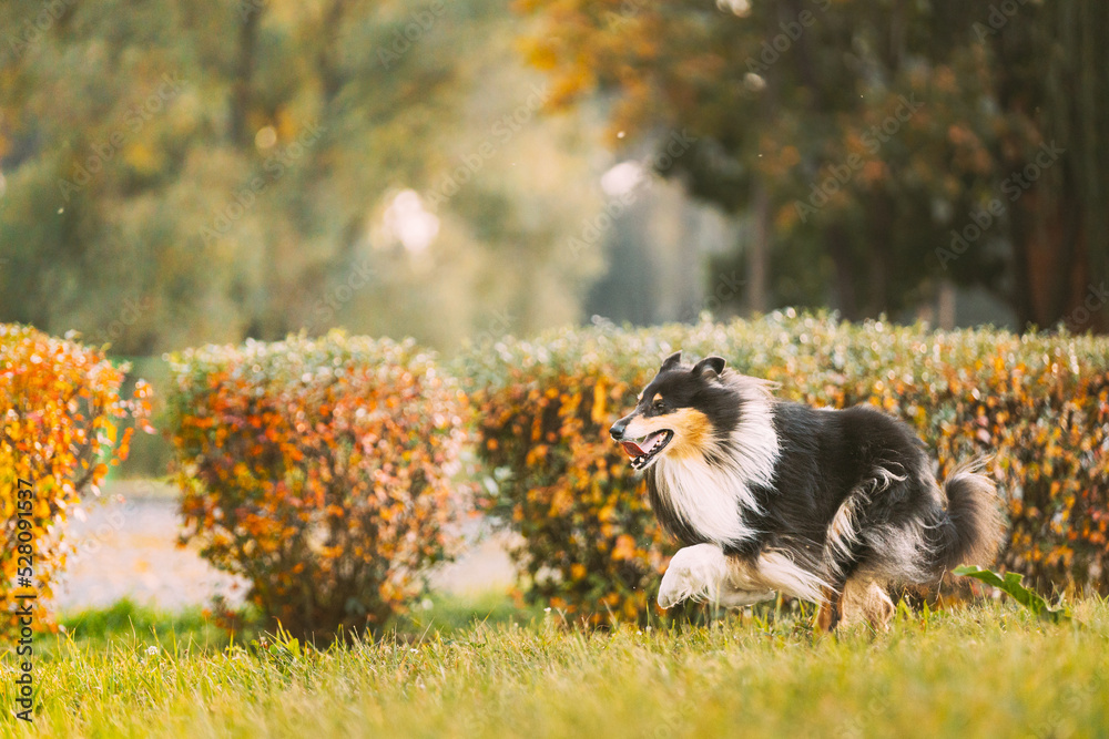 Tricolor Rough Collie, Funny Scottish Collie, Long-haired Collie, English Collie, Lassie Dog Running Outdoors In Autumn Park.