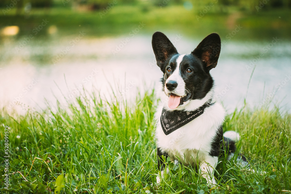 Funny Cardigan Welsh Corgi Dog Playing In Green Summer Grass At Lake In Park. Welsh Corgi Is A Small Type Of Herding Dog That Originated In Wales. Summertime. Summertime Background.