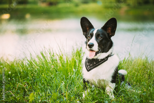 Funny Cardigan Welsh Corgi Dog Playing In Green Summer Grass At Lake In Park. Welsh Corgi Is A Small Type Of Herding Dog That Originated In Wales. Summertime. Summertime Background.