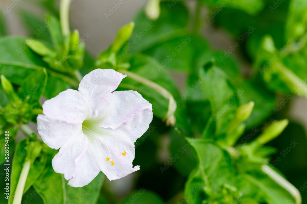 Mirabilis jalapa, the marvel of Peru or four o'clock flower, Jalapa (or Xalapa), continues to bloom, evening pleasure flowers (Turkish name: aksam sefasi cicegi). Plant used for medical purposes Mirabilis jalapa, the marvel of Peru or four o'clock flower, Jalapa (or Xalapa), continues to bloom, evening pleasure flowers (Turkish name: aksam sefasi cicegi). Plant used for medical purposes