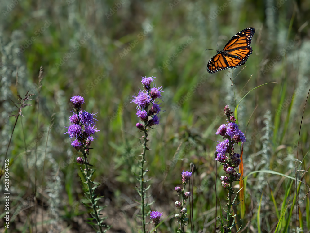 beautiful monarch butterfly feeds on flowers beautiful monarch butterfly feeds on flowers