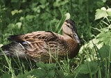 Ente in der Natur - duck in the nature